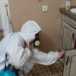 Дезинфекция от муравьев в квартире Выставочный центр метро Москвы